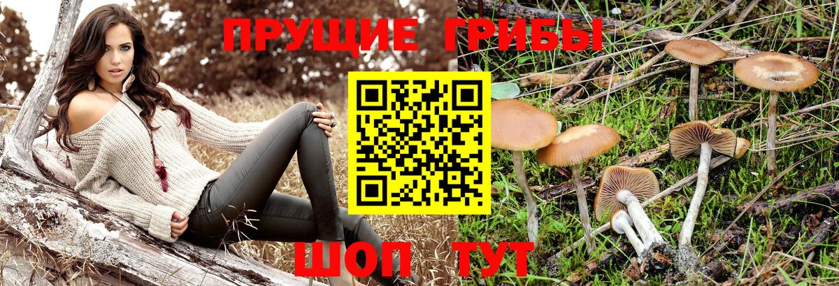 наркота  Вход с VPN  Тутаев  Псилоцибиновые грибы Psilocybe 